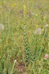 Linaria genistifolia