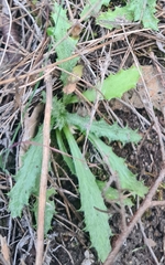 Carlina vulgaris