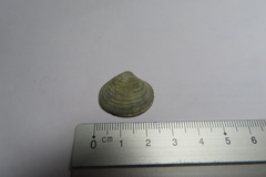 Astarte elliptica