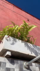 Nephrolepis exaltata