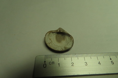 Astarte elliptica