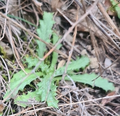 Carlina vulgaris