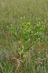 Centaurea polypodiifolia
