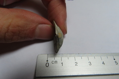 Astarte elliptica
