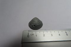 Astarte elliptica