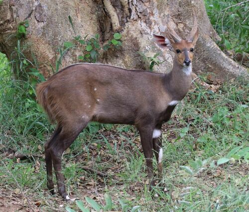 Tragelaphus sylvaticus ssp sylvaticus