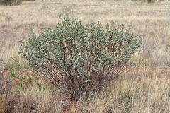 Senna artemisioides alicia