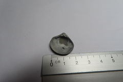 Astarte elliptica