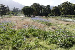 Agapanthus praecox