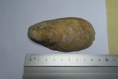 Modiolus modiolus