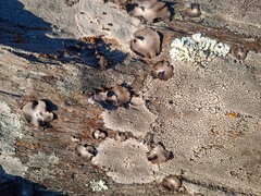 Umbilicaria hirsuta