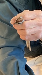 Spizelloides arborea