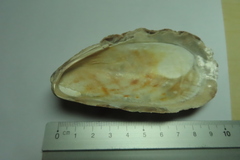 Modiolus modiolus