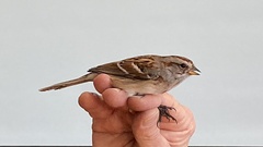 Spizelloides arborea