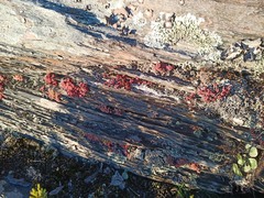 Sedum brevifolium