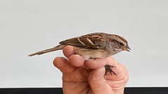 Spizelloides arborea