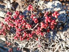 Sedum brevifolium