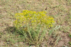 Euphorbia seguieriana