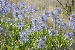 Agapanthus praecox