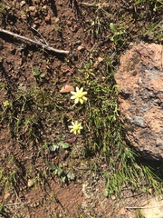 Blennosperma nanum