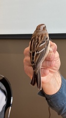 Spizelloides arborea