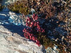 Sedum brevifolium