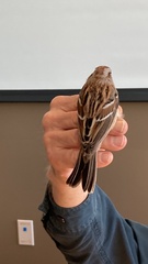 Spizelloides arborea