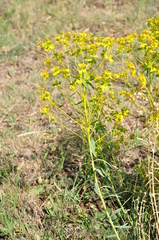 Euphorbia seguieriana