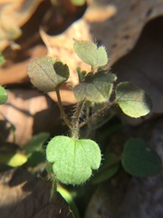 Veronica hederifolia-sublobata-triloba
