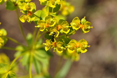 Euphorbia seguieriana