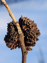 Aceria parapopuli