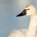 Tundra Swan - Photo (c) brian stahls, some rights reserved (CC BY-NC), uploaded by brian stahls