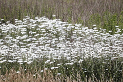 Leucanthemum maximum