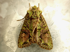 Ichneutica insignis
