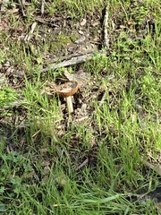 Amanita velosa