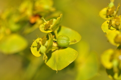 Euphorbia seguieriana