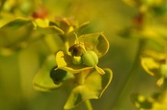 Euphorbia seguieriana