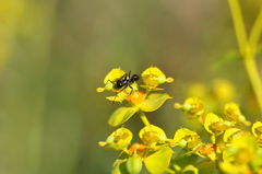 Euphorbia seguieriana