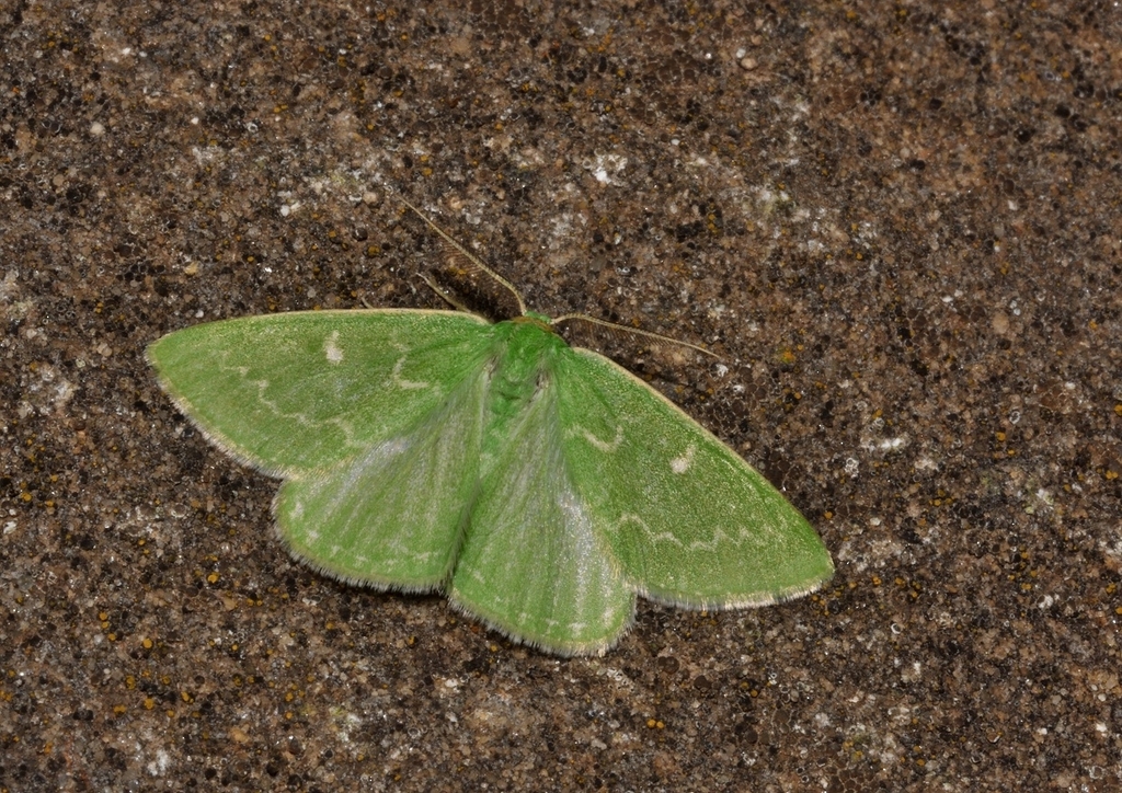 Thetidia sardinica