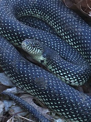 Lampropeltis holbrooki