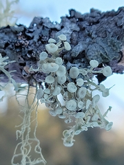 Ramalina dilacerata