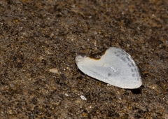 Cilix hispanica