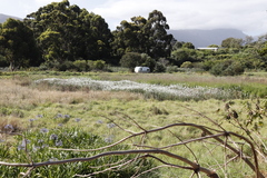 Leucanthemum maximum