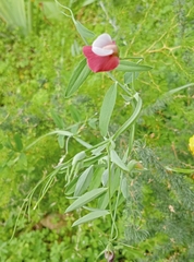 Lathyrus clymenum