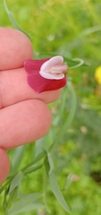 Lathyrus clymenum