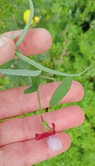 Lathyrus clymenum