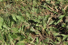 Taraxacum serotinum