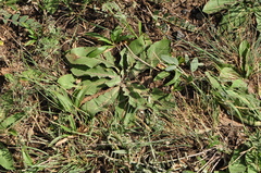 Taraxacum serotinum