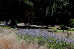 Agapanthus praecox