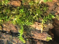 Anacamptodon splachnoides